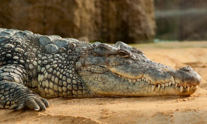 crocodlie